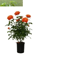 Orange Showpiece Rose Live Plant – 2 ft Tall – 6 inch Pot – Outdoor - Image 3