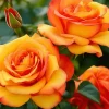 Orange Showpiece Rose Live Plant – 2 ft Tall – 6 inch Pot – Outdoor - Image 1