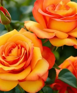 Orange Showpiece Rose Live Plant – 2 ft Tall – 6 inch Pot – Outdoor - Image 1