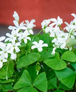 Oxalis Green Live Plant – 6 inch Pot – Indoor/Outdoor Houseplant - Image 2