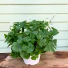 Oxalis Green Live Plant – 6 inch Pot – Indoor/Outdoor Houseplant - Image 1