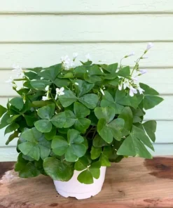 Oxalis Green Live Plant – 6 inch Pot – Indoor/Outdoor Houseplant - Image 1
