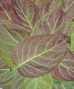 Paederia Foetida L. Live Plant – Lá Mơ Tam Thể – 1 to 2 Feet Tall – Ship in 1 Gallon Pot – Outdoor Herb - Image 2