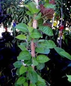 Paederia Foetida L. Live Plant – Lá Mơ Tam Thể – 1 to 2 Feet Tall – Ship in 1 Gallon Pot – Outdoor Herb - Image 3