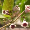 Paederia Foetida L. Live Plant – Lá Mơ Tam Thể – 1 to 2 Feet Tall – Ship in 1 Gallon Pot – Outdoor Herb - Image 1