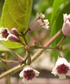 Paederia Foetida L. Live Plant – Lá Mơ Tam Thể – 1 to 2 Feet Tall – Ship in 1 Gallon Pot – Outdoor Herb - Image 1