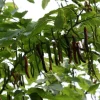 Pakistan Mulberry Fruit Tree – Live Plant – 3-4 ft Tall – 3 Gallon Pot – Outdoor - Image 1
