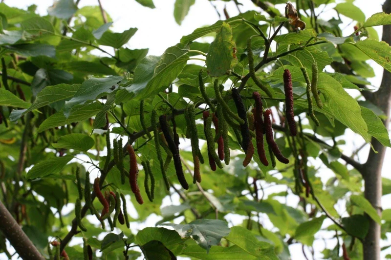 Pakistan Mulberry Tree Live Plant – 2-3 ft Tall – 3 Gallon Pot – Outdoor Fruit - Image 1