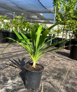 Pandan Live Plant 1ft Tall in 6in Pot - Aromatic Culinary Herb - Image 2