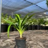 Pandan Live Plant 1ft Tall in 6in Pot - Aromatic Culinary Herb - Image 1