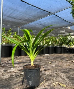 Pandan Live Plant 1ft Tall in 6in Pot - Aromatic Culinary Herb - Image 1