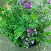 Petite Butterfly Sweet Pea Bush (Polygala Fruticosa) Live Plant 1 Gallon Pot - Image 1