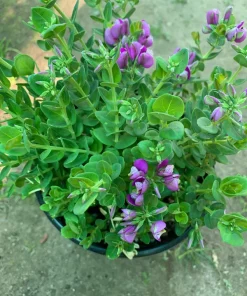 Petite Butterfly Sweet Pea Bush (Polygala Fruticosa) Live Plant 1 Gallon Pot - Image 1