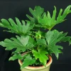 Philodendron Selloum Live Plant – Split-Leaf Philodendron – 1 ft Tall – 6 inch Pot – Indoor - Image 1