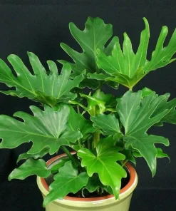 Philodendron Selloum Live Plant – Split-Leaf Philodendron – 1 ft Tall – 6 inch Pot – Indoor - Image 1