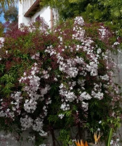 Pink Jasmine Live Plant - Jasminum Polyanthum Vine - 1 ft Tall in 1 Gallon Pot - Image 2