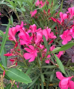 Pink Oleander Live Plant – 1-2 ft Tall – 1 Gallon Pot – Outdoor Shrub - Image 2