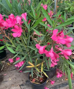 Pink Oleander Live Plant – 1-2 ft Tall – 1 Gallon Pot – Outdoor Shrub - Image 3