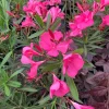 Pink Oleander Live Plant – 1-2 ft Tall – 1 Gallon Pot – Outdoor Shrub - Image 1
