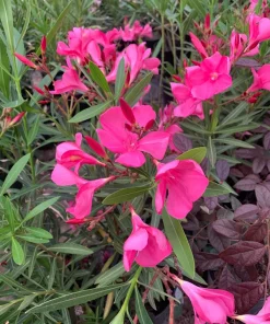 Pink Oleander Live Plant – 1-2 ft Tall – 1 Gallon Pot – Outdoor Shrub - Image 1