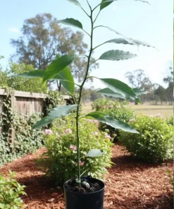 Pinkerton Avocado Tree – Live Plant – Grafted – 1 Foot Tall - Image 2