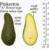 Pinkerton Avocado Tree – Live Plant – Grafted – 1 Foot Tall - Image 1