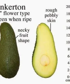 Pinkerton Avocado Tree – Live Plant – Grafted – 1 Foot Tall - Image 1