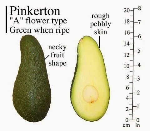 Pinkerton Avocado Tree – Live Plant – Grafted – 1 Foot Tall - Image 1