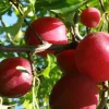 Plum Beauty Live Plant – Japanese Plum Tree – 2 to 3 Feet Tall – Sweet & Tart Fruit - Image 1