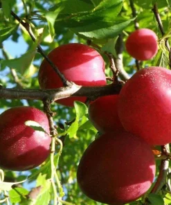 Plum Beauty Live Plant – Japanese Plum Tree – 2 to 3 Feet Tall – Sweet & Tart Fruit - Image 1