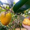 Pond Apple Tree Live Plant - Annona Glabra - 1 to 2 feet tall - Ship 6 inch Pot - Image 1