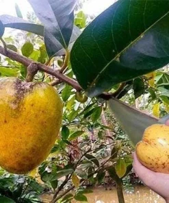 Pond Apple Tree Live Plant - Annona Glabra - 1 to 2 feet tall - Ship 6 inch Pot - Image 1