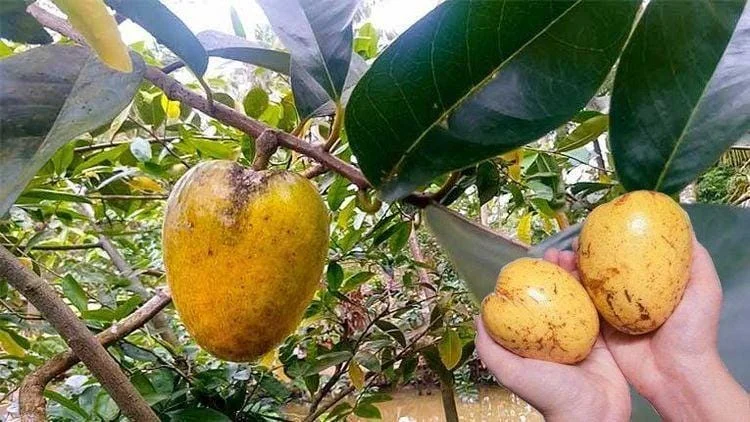 Pond Apple Tree Live Plant - Annona Glabra - 1 to 2 feet tall - Ship 6 inch Pot - Image 1