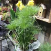 Prince Tut Papyrus Live Plant – 1 ft Tall – Ships in 6 inch Pot – Outdoor Aquatic Accent - Image 1