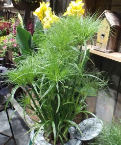 Prince Tut Papyrus Live Plant – 1 ft Tall – Ships in 6 inch Pot – Outdoor Aquatic Accent - Image 1