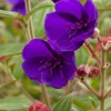 Princess Flower Live Plant – Tibouchina Urvilleana – 1 ft Tall in 4" Pot – Outdoor Shrub - Image 1