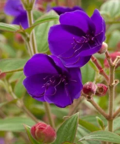 Princess Flower Live Plant – Tibouchina Urvilleana – 1 ft Tall in 4" Pot – Outdoor Shrub - Image 1