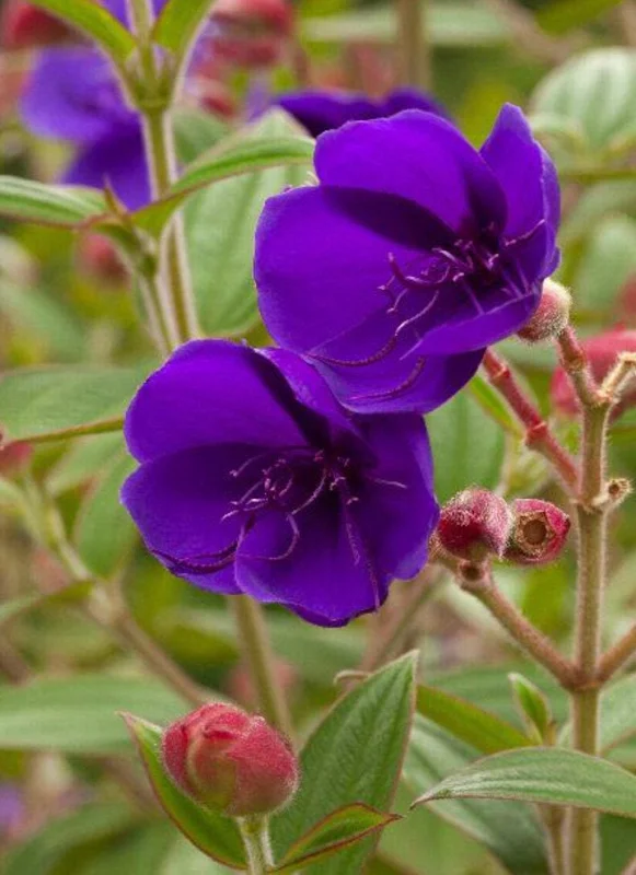 Princess Flower Live Plant – Tibouchina Urvilleana – 1 ft Tall in 4" Pot – Outdoor Shrub - Image 1