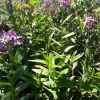 Purple Epidendrum Orchid Live Plant – 1 Foot Tall – Ships in 3" Pot - Image 1