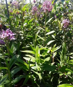 Purple Epidendrum Orchid Live Plant – 1 Foot Tall – Ships in 3" Pot - Image 1