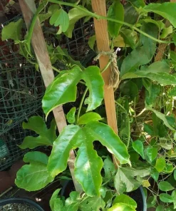 Purple Passion Fruit Live Plant – 3-4 Feet Tall – Ships in 3 Gallon Pot – Outdoor Vine - Image 2