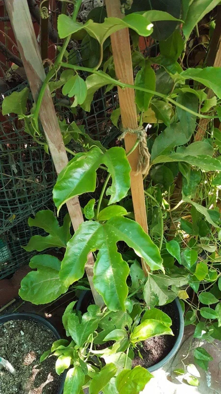 Purple Passion Fruit Live Plant – 3-4 Feet Tall – Ships in 3 Gallon Pot – Outdoor Vine - Image 2