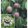Purple Passion Fruit Live Plant – 3-4 Feet Tall – Ships in 3 Gallon Pot – Outdoor Vine - Image 1