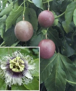 Purple Passion Fruit Live Plant – 3-4 Feet Tall – Ships in 3 Gallon Pot – Outdoor Vine - Image 1