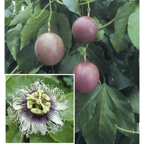 Purple Passion Fruit Live Plant – 3-4 Feet Tall – Ships in 3 Gallon Pot – Outdoor Vine - Image 1