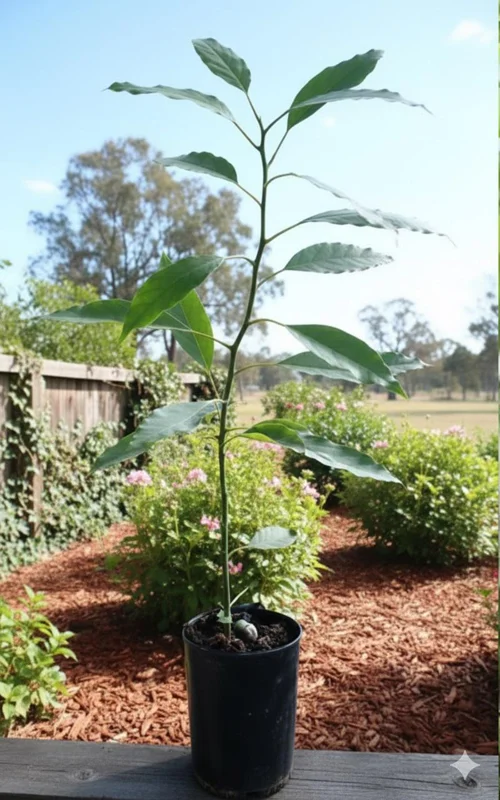 Queen Avocado Tree - Live Plant - Grafted - 1 ft Tall - Ship in 6" Pot - Image 2