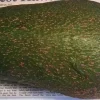 Queen Avocado Tree - Live Plant - Grafted - 1 ft Tall - Ship in 6" Pot - Image 1