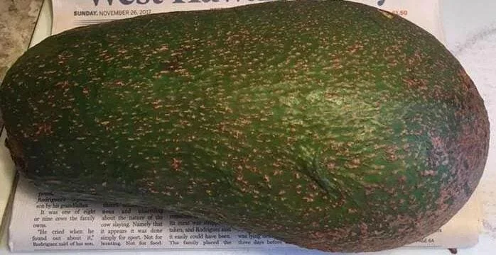 Queen Avocado Tree - Live Plant - Grafted - 1 ft Tall - Ship in 6" Pot - Image 1
