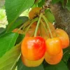 Rainier Cherry Tree Live Plant – 3-4 ft Tall – 3 Gallon Pot – Outdoor Fruit - Image 1