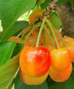 Rainier Cherry Tree Live Plant – 3-4 ft Tall – 3 Gallon Pot – Outdoor Fruit - Image 1